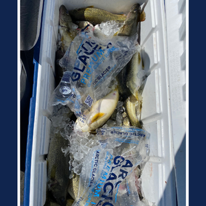 An ice cooler is packed full of ice packs and freshly caught fish.